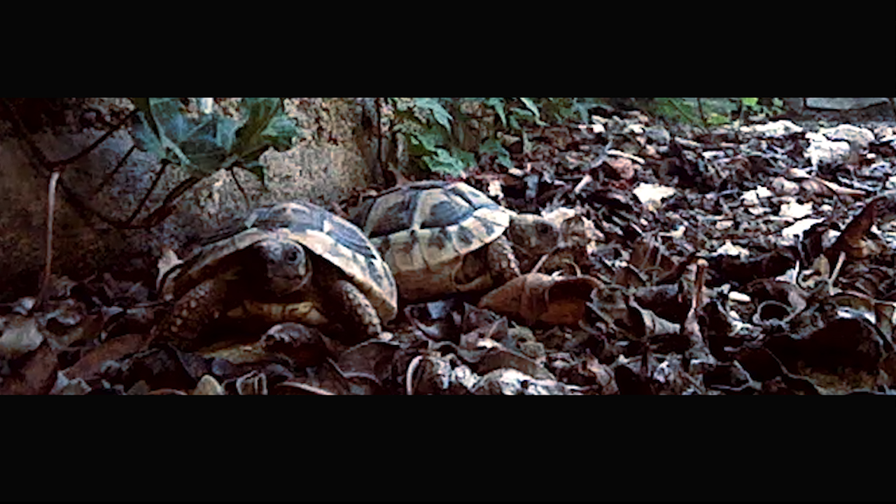 ” To Be Hamlet” u konkurenciji za nagradu publike na Festival Português de Cinema Mobile