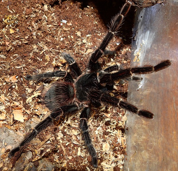 Odaberite novu izložbu Zemaljskog muzeja BiH!