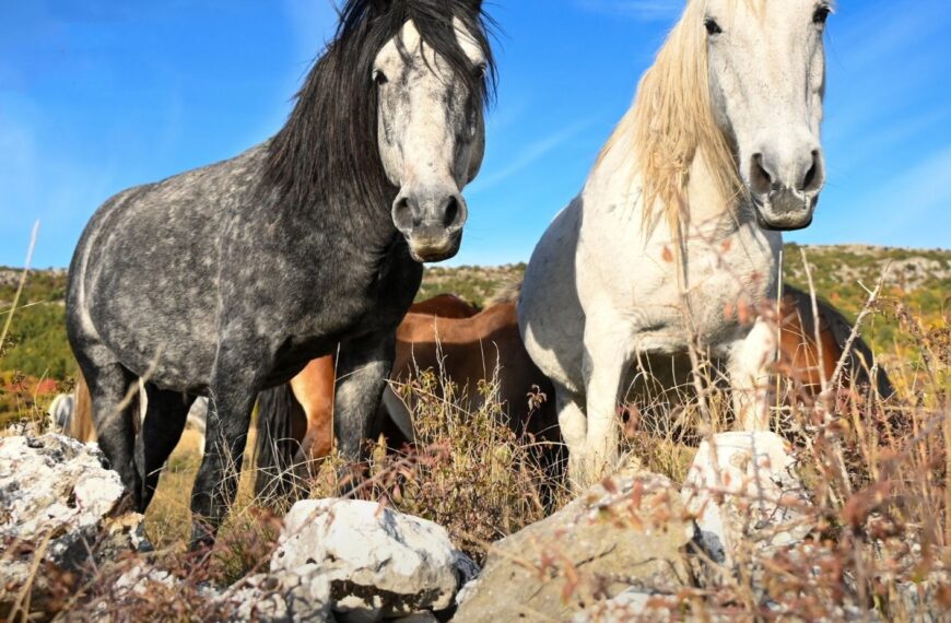 Premijera dokumentarnog filma “Livanjski divlji konji – između slobode i nebrige”